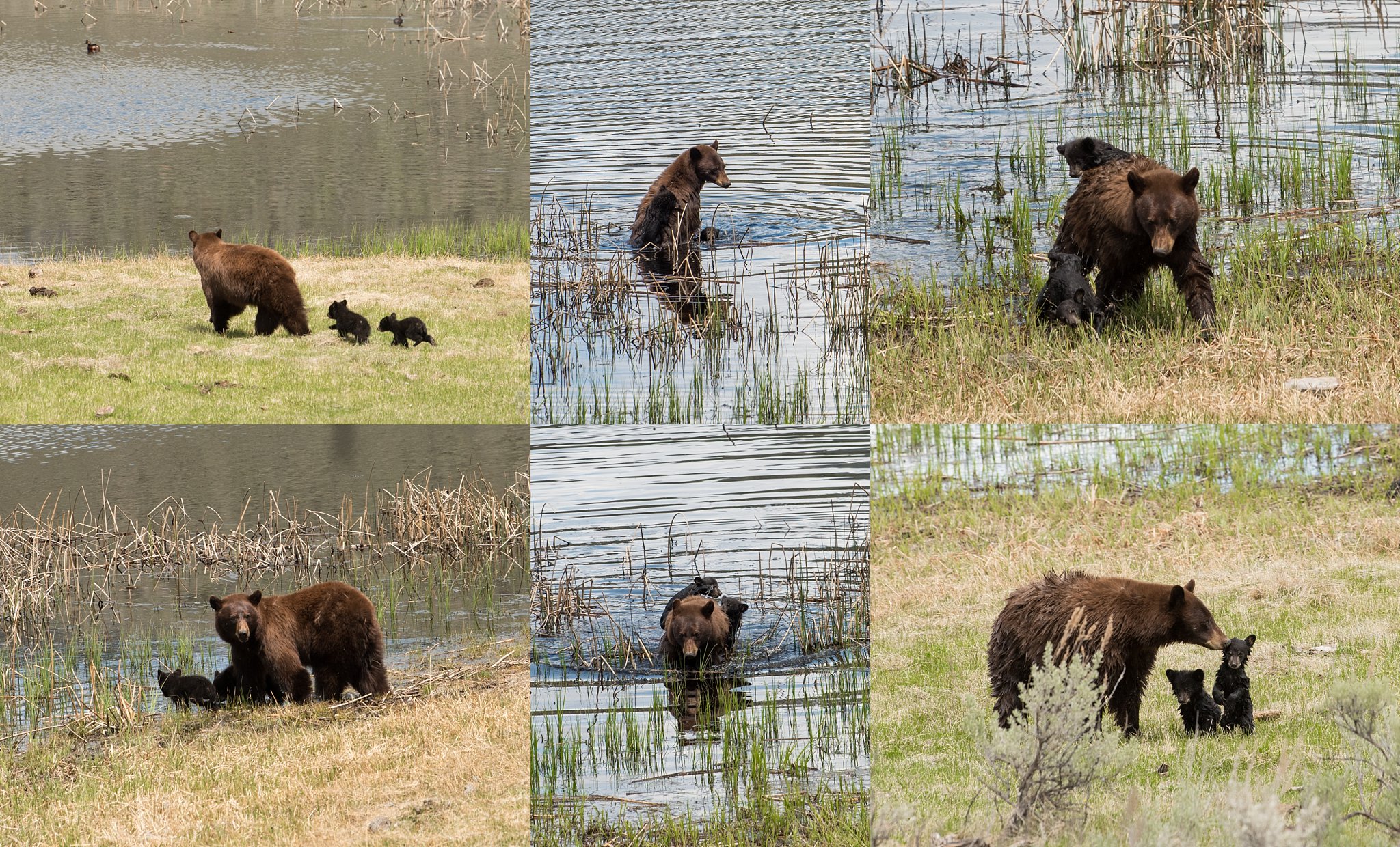 Yellowstone Black bears