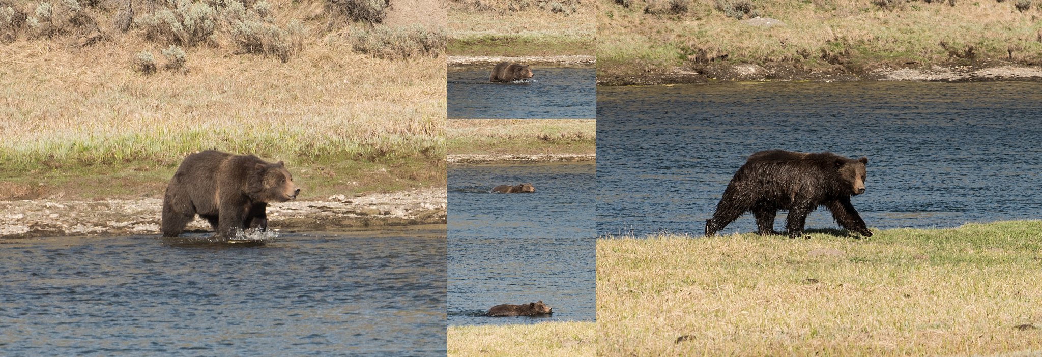 Yellowstone Grizzly