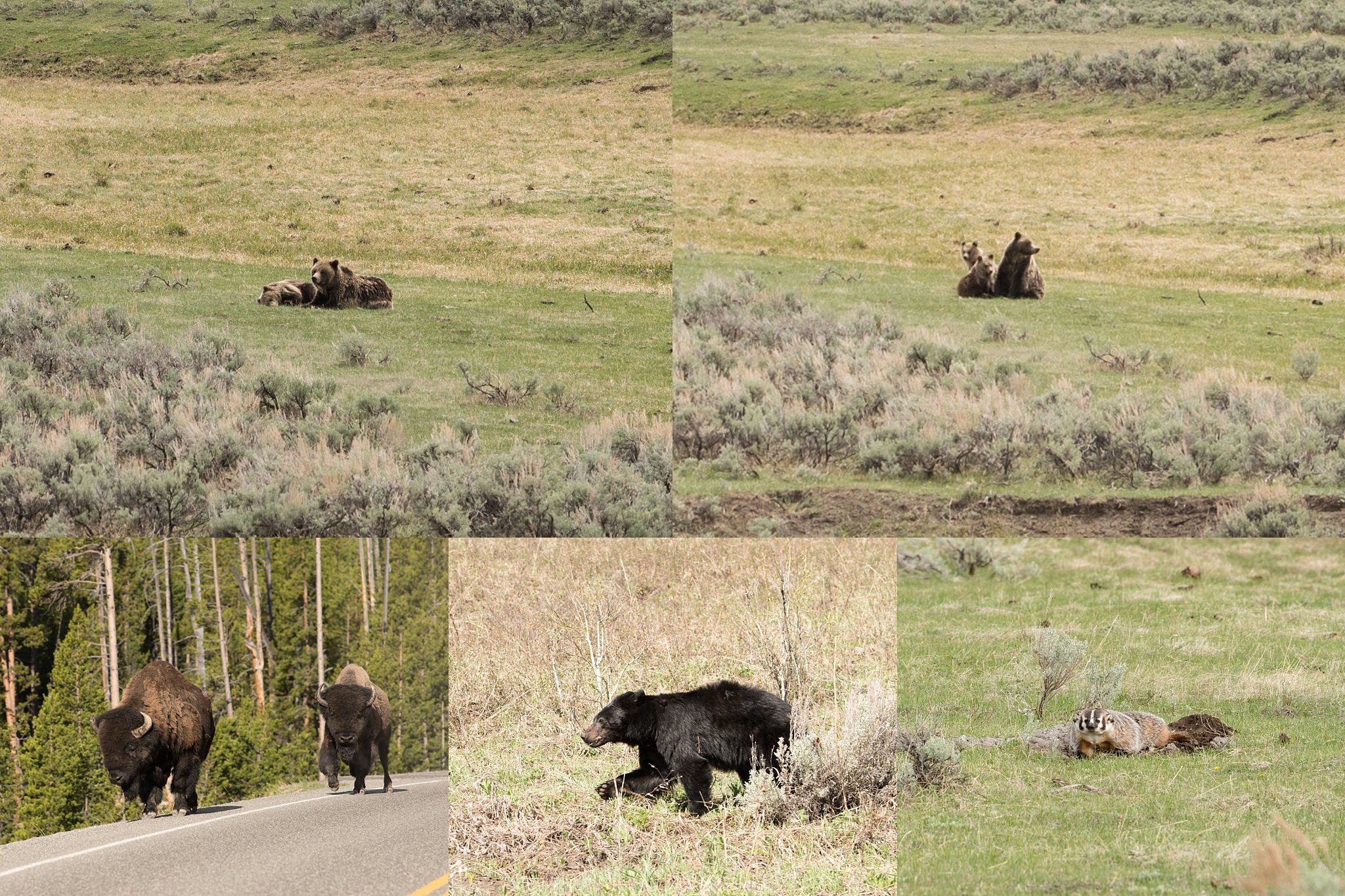 Yellowstone