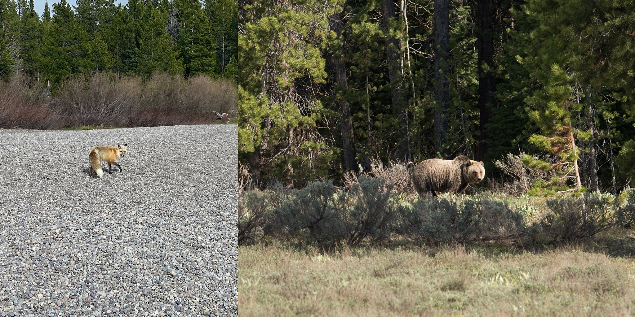 Yellowstone