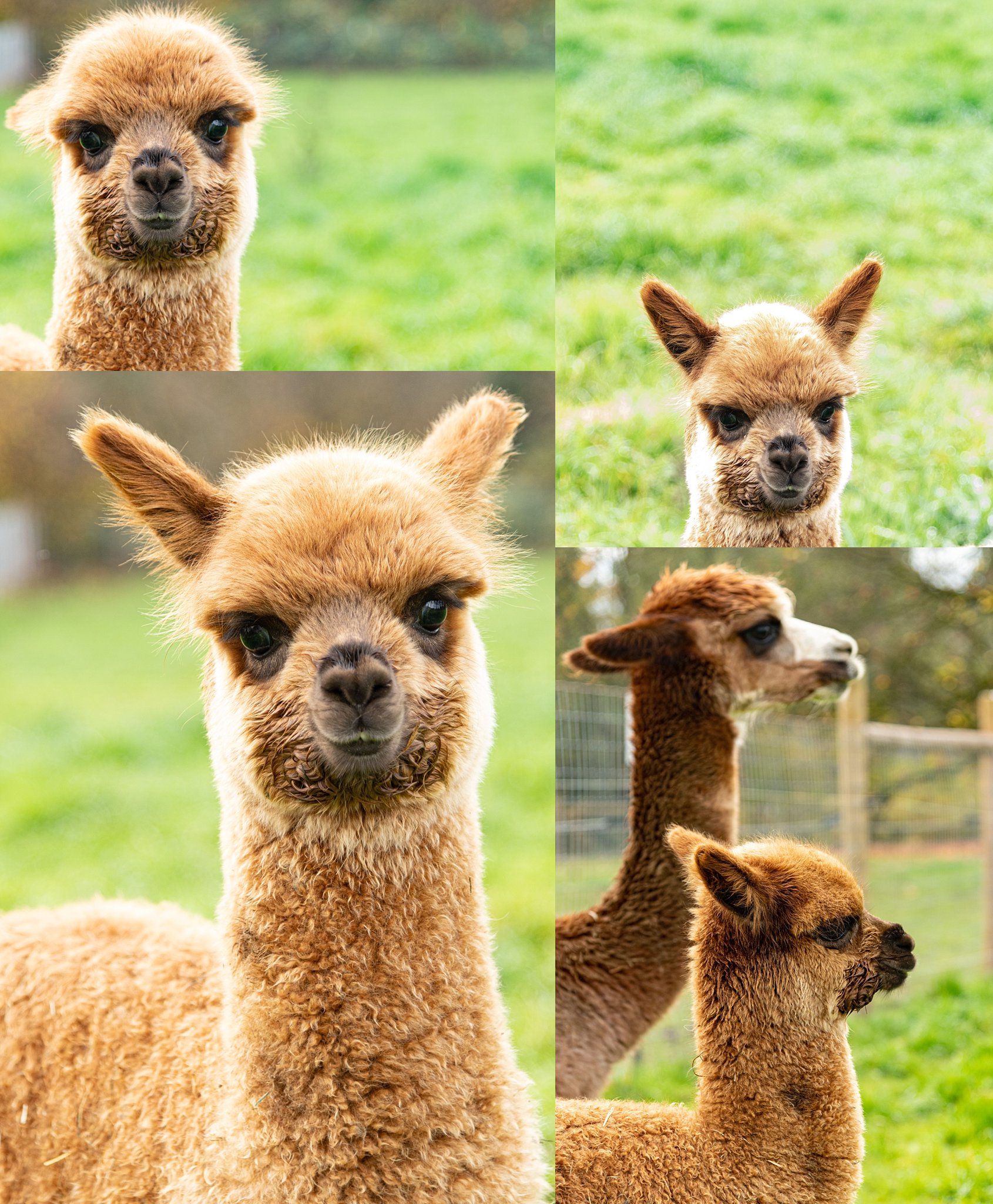 Holiday Plans with Alpacas!