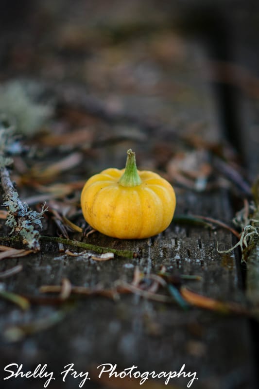 287 pumpkin