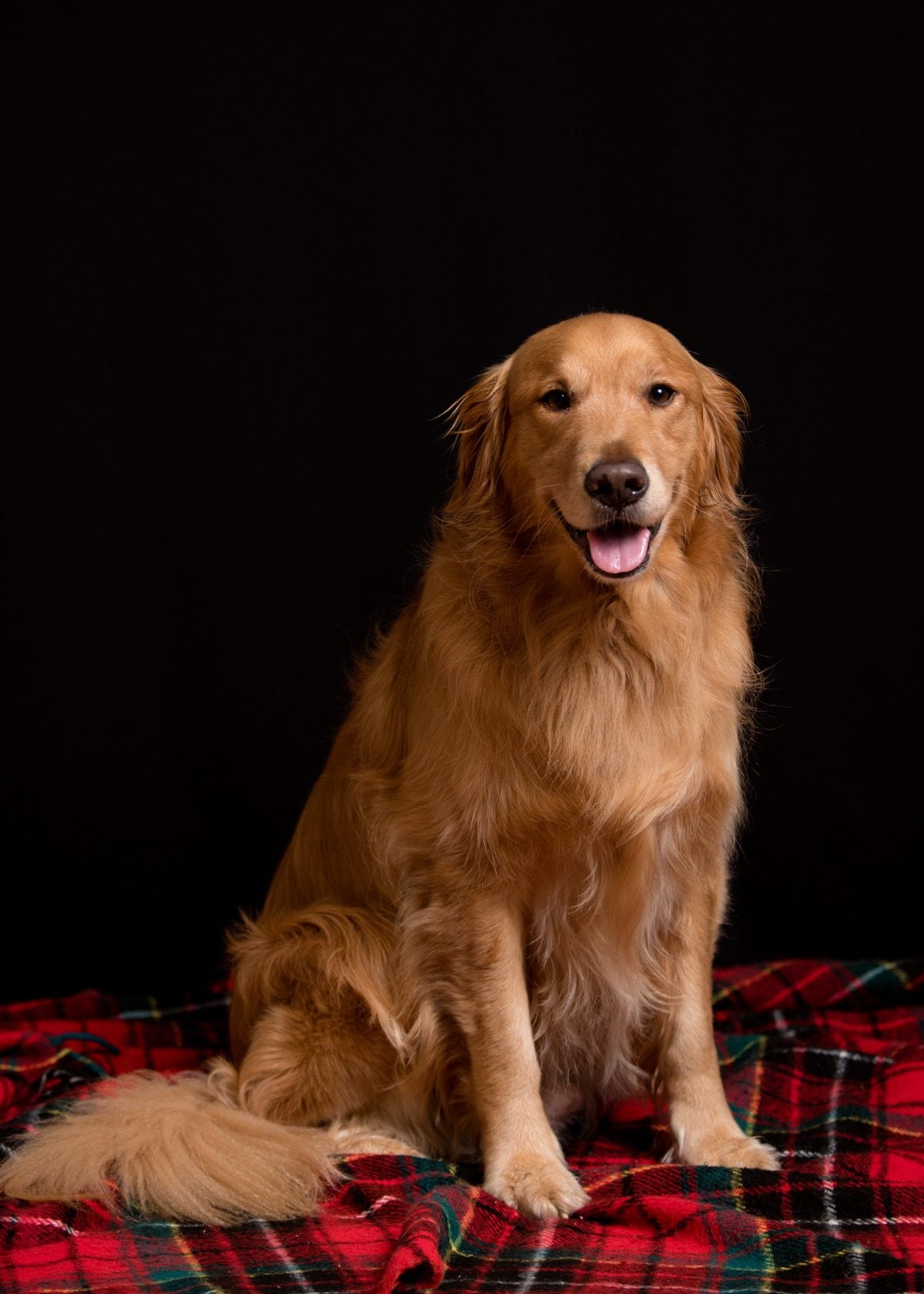 Pet Photography Shelly Fry Photography