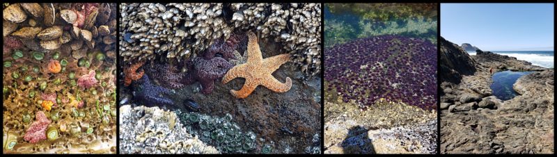 tidal pools 